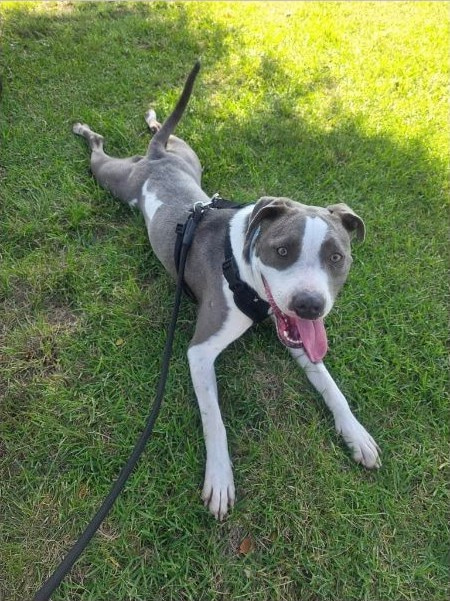 Gray-and-white dog lying flat on green grass with rear legs extended behind, black harness and leash, broad white face blaze and open mouth.