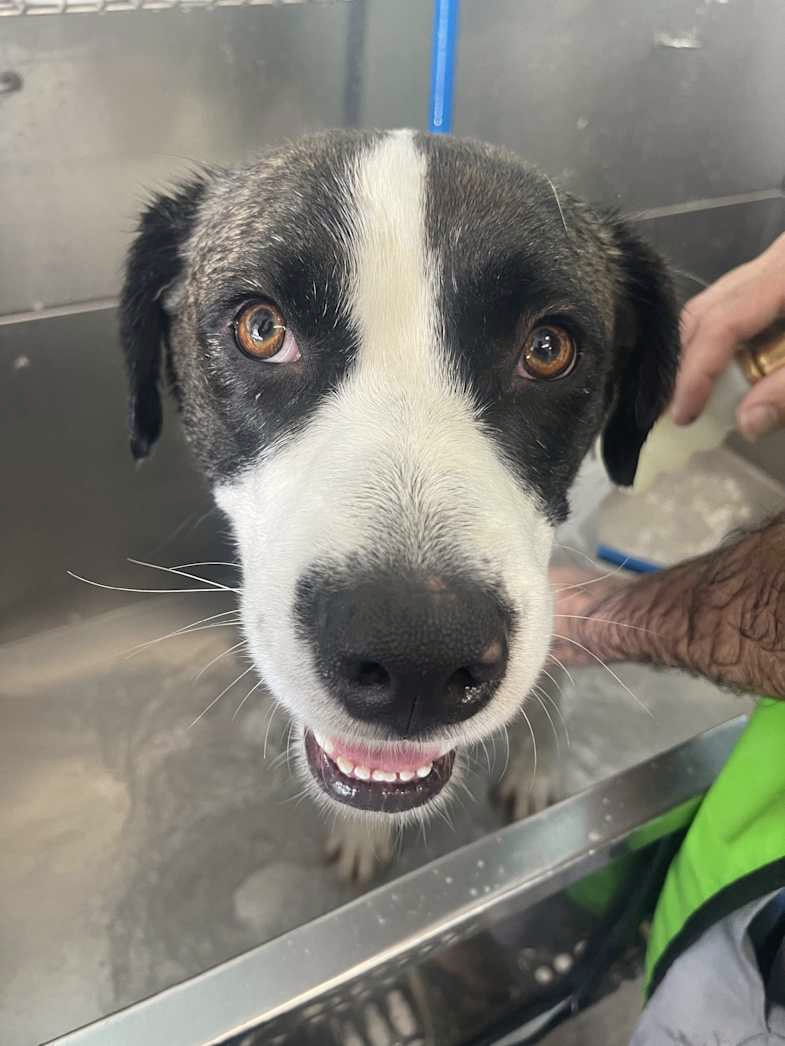 Dolly, a black and white dog, looking at the camera from a wash tub.