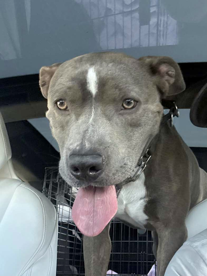 Hopper, a gray dog with a white blaze and chest, looking at the camera.