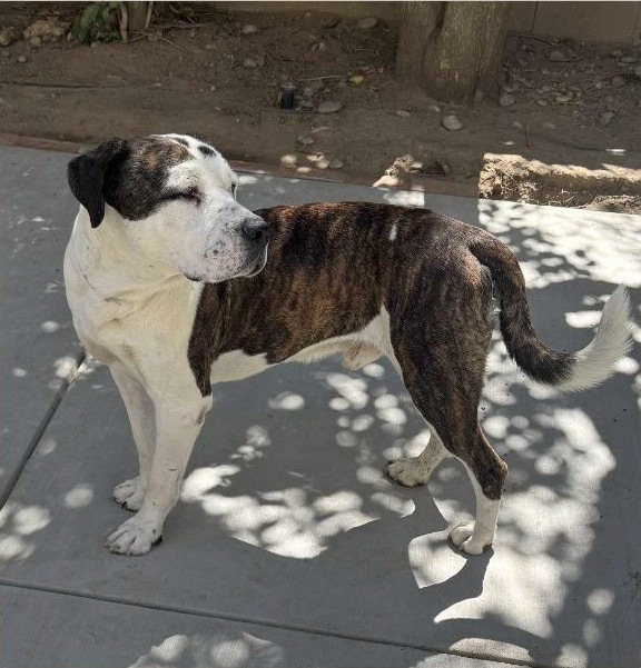 Large brindle-and-white dog standing on a shaded concrete patio, white chest and legs, brindle body, mostly white face with a dark patch over one eye.