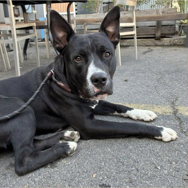 Lucky, the AmStaff and Shepherd puppy, lying on pavement with his ears upright and leash visible.