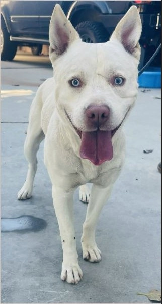 Matthew, a white dog with upright ears and pale blue eyes, standing on concrete.
