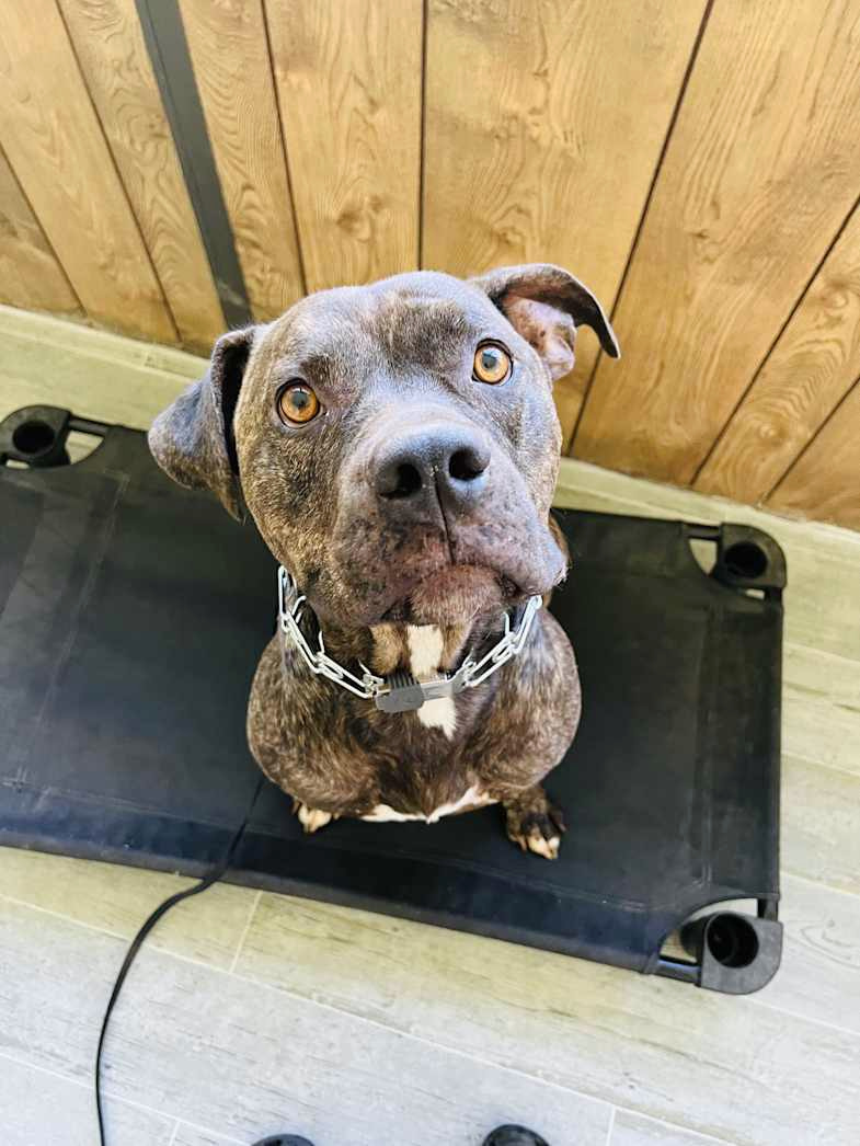 Perry looking up while sitting on a raised dog bed.