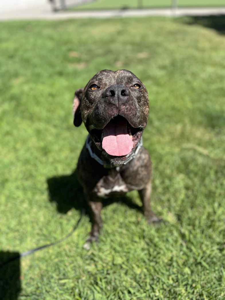 Perry, a dark brindle dog with a white chest, sitting on a lawn.