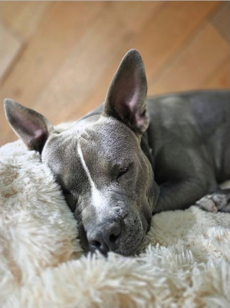 Gray dog with a narrow white face blaze resting with eyes closed on a cream fluffy blanket, tall upright ears.