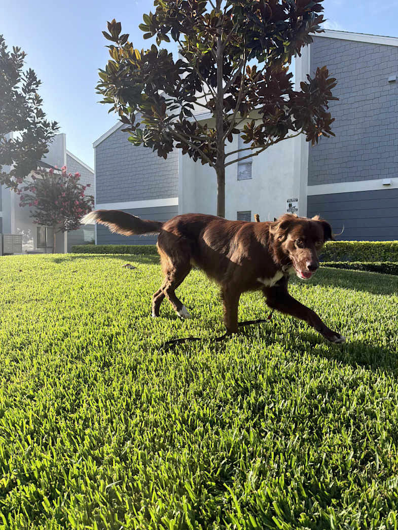Toby walking across a sunlit lawn.